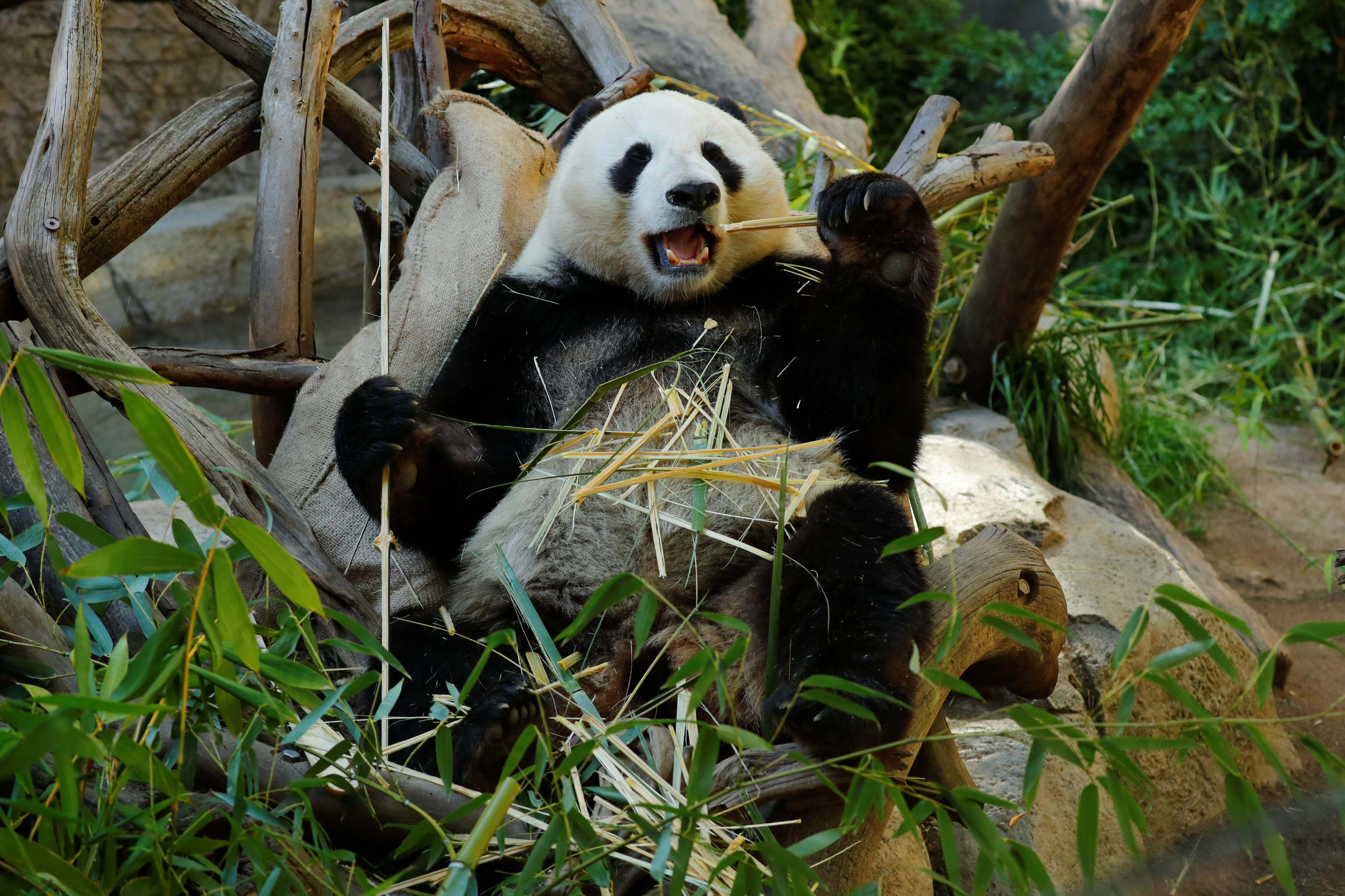 Panda Mission